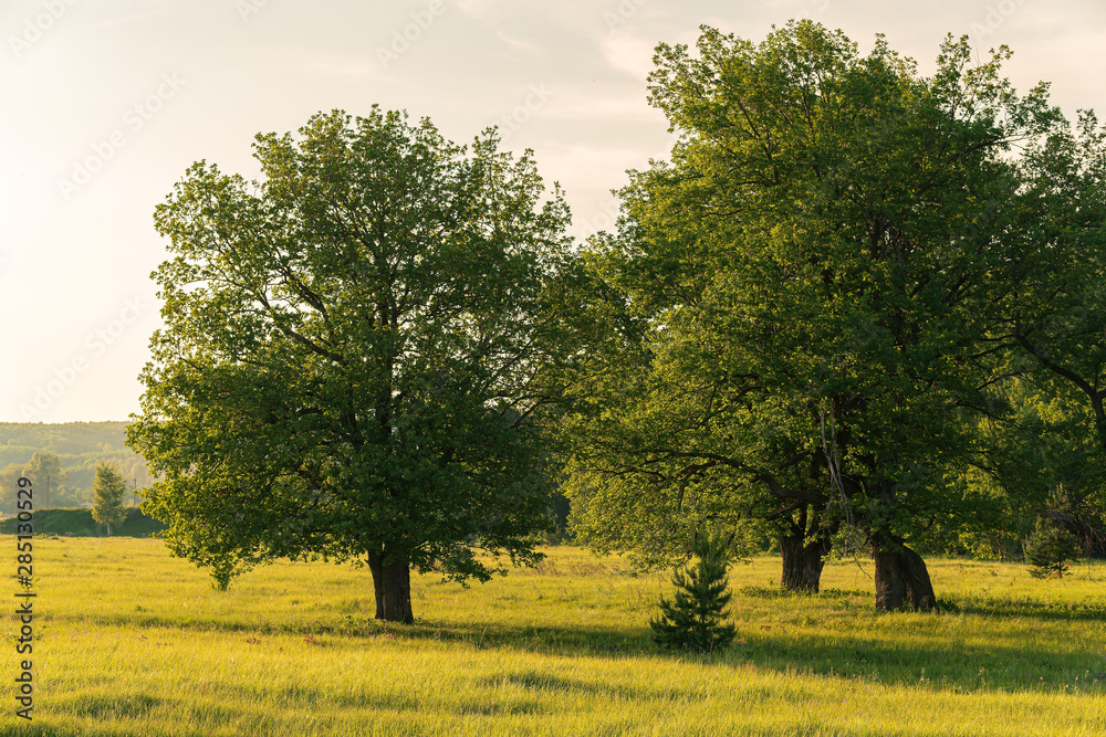 Three large oak trees on a field near the forest.