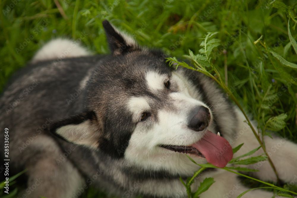 Alaskan Malamute dog on nature in the summer park on a background of green grass Alaskan Malamute dog on nature in the summer park on a background of green grass