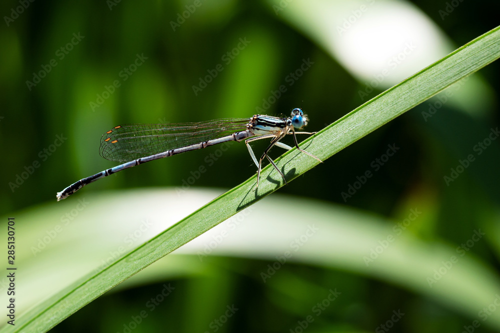 Blue dragonfly enjoys the sun resting on a leaf Blue dragonfly enjoys the sun resting on a leaf