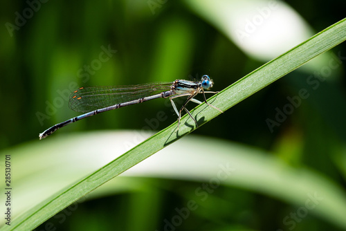 Blue dragonfly enjoys the sun resting on a leaf	