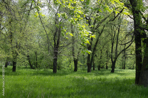 A small forest in spring with a green lawn in the foreground