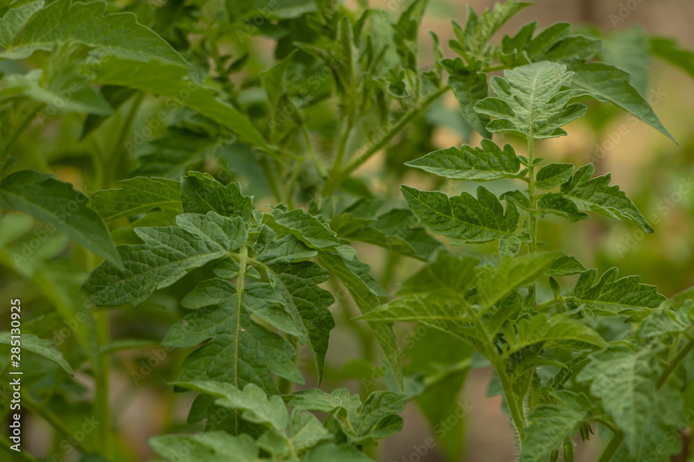 Very healthy and fresh tomato leaves background Very healthy and fresh tomato leaves background