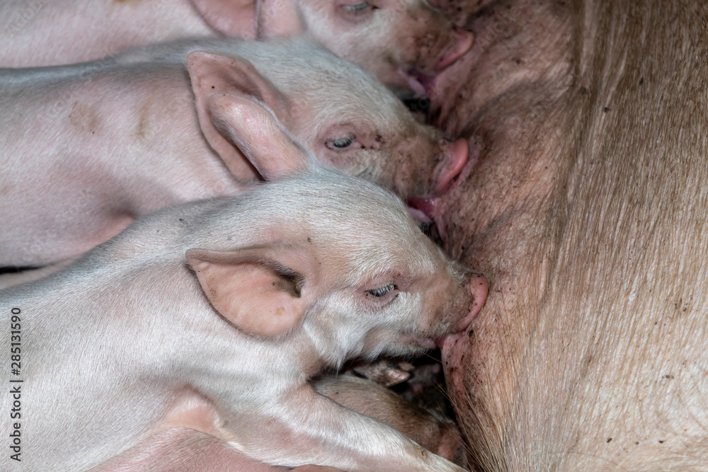 Mother Pig Feeding 10 Days Old Yorkshire Piglets Closeup Mother Pig Feeding 10 Days Old Yorkshire Piglets Closeup