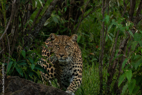 leopard in tree