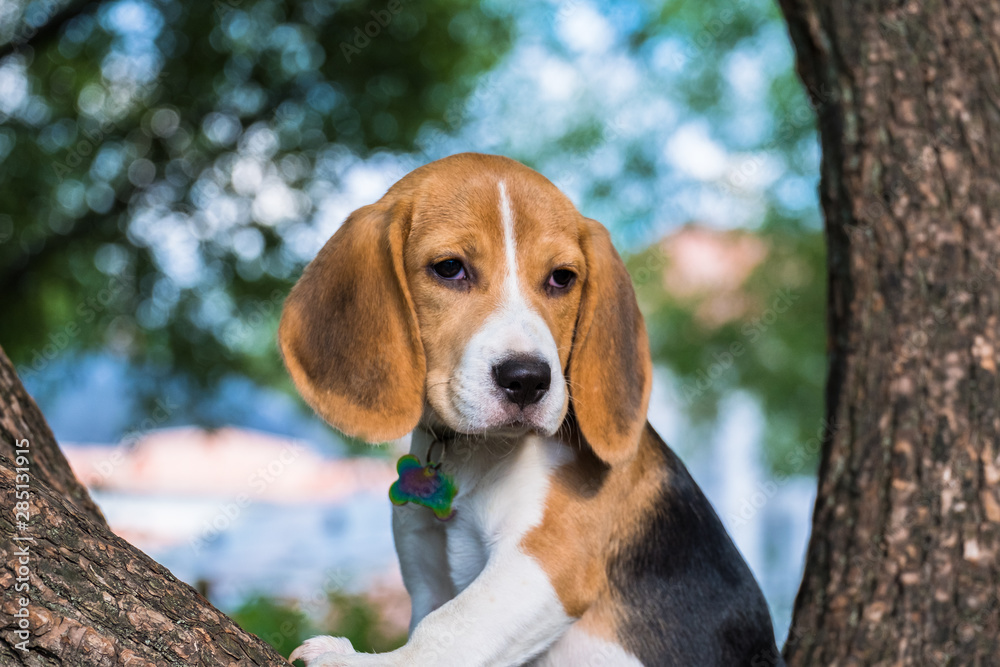 cute Beagle puppy sitting on an old tree