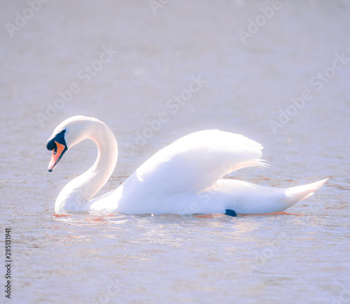 swan on lake