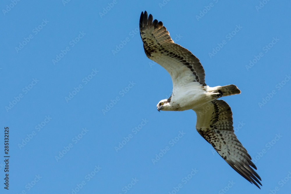 Osprey in the sky on the west coast in Sweden Osprey in the sky on the west coast in Sweden