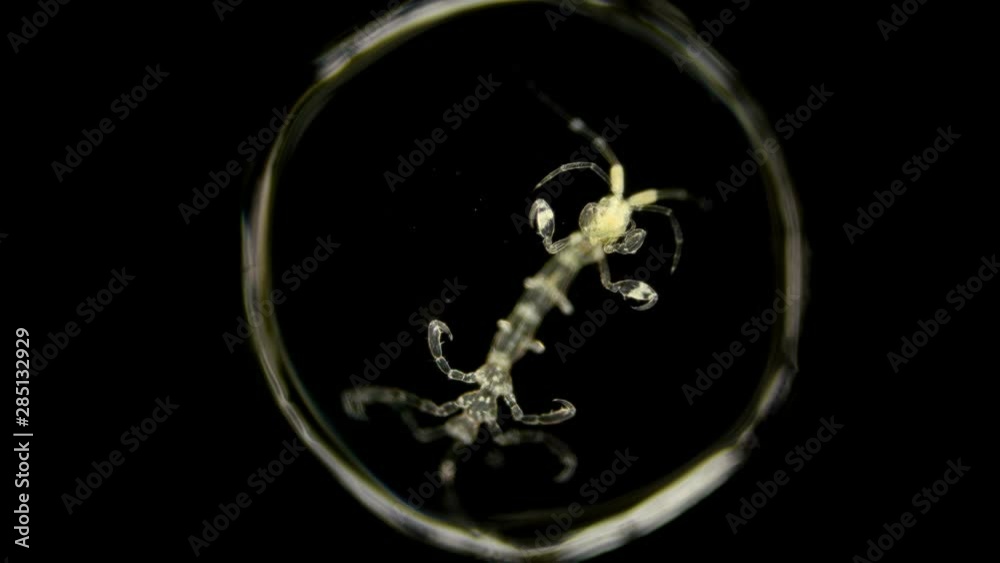 zooplankton of the Black Sea under a microscope. Skeleton shrimp or sea goats, Caprellidae, a family of crustaceans from the order Caprellida, lead a bottom lifestyle, omnivores, stand out with a zooplankton of the Black Sea under a microscope. Skeleton shrimp or sea goats, Caprellidae, a family of crustaceans from the order Caprellida, lead a bottom lifestyle, omnivores, stand out with a