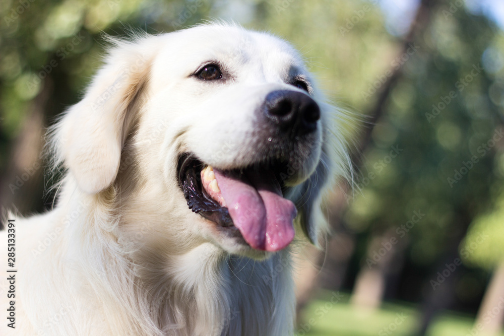 Beautiful young golden retriever is laughing in camera Beautiful young golden retriever is laughing in camera