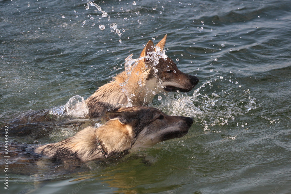 Wolfdog adventure Wolfdog adventure