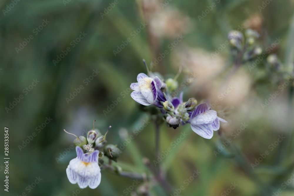 Flower of a pale toadflax, Linaria repens. Flower of a pale toadflax, Linaria repens.