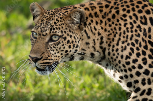 portrait of a leopard