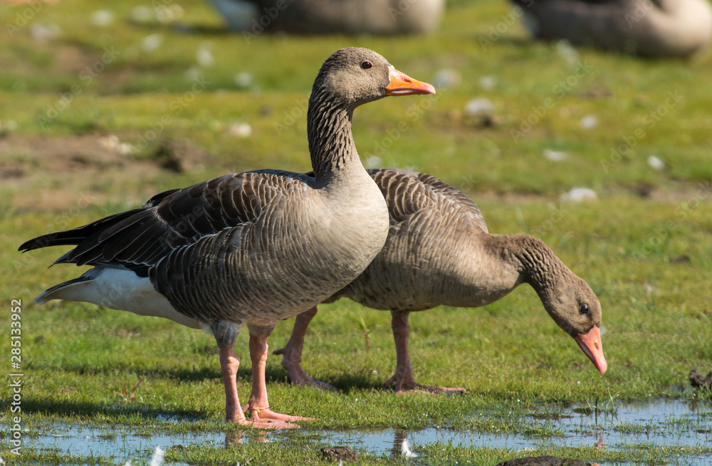 Greylag goose on the west coast in Sweden Greylag goose on the west coast in Sweden
