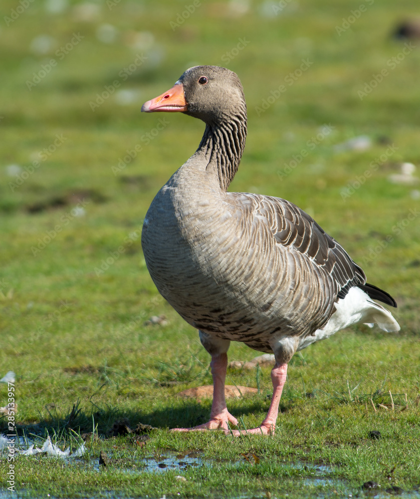 Greylag goose on the west coast in Sweden Greylag goose on the west coast in Sweden