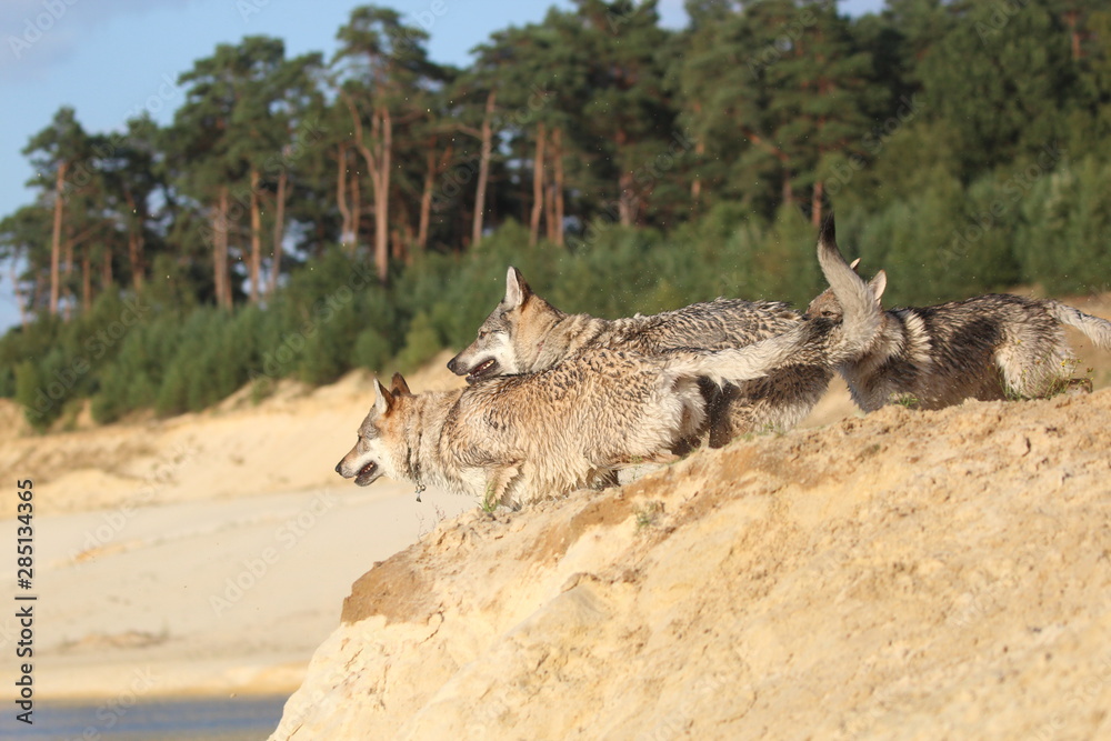 Naklejka premium Wolfdog adventure