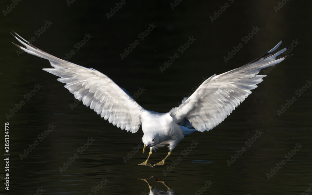 Mew Gull fishing in Alaska Mew Gull fishing in Alaska