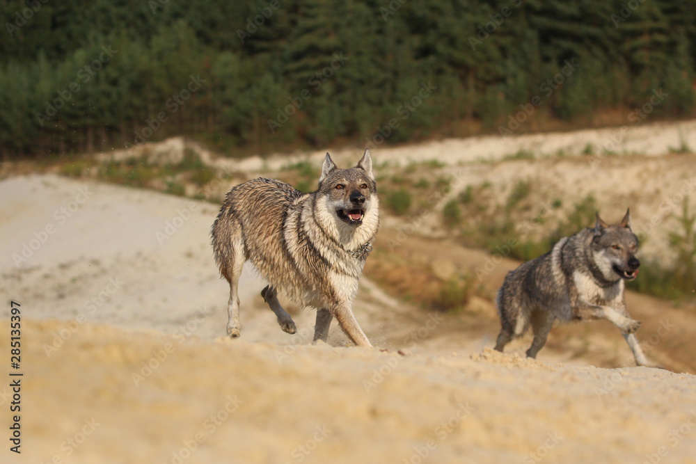 Obraz premium Wolfdog adventure