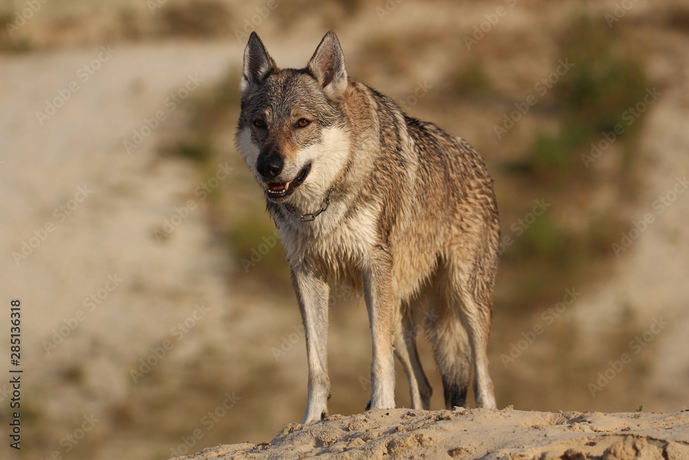 Obraz premium Wolfdog adventure