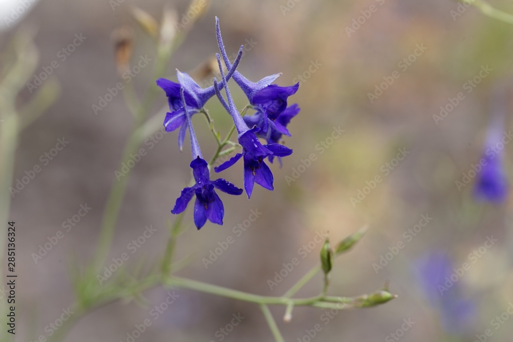 Fototapeta premium Forking larkspur, Consolida regalis.