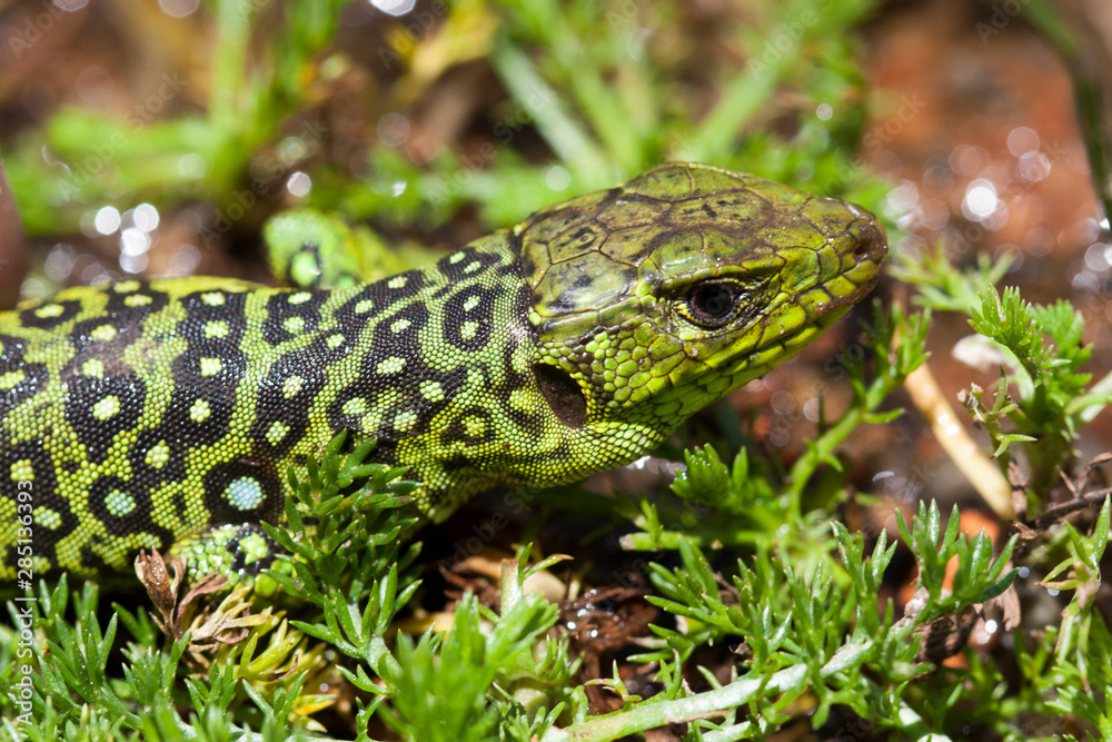 Lezard ocellé juvénile Timon lepidus Lezard ocellé juvénile Timon lepidus