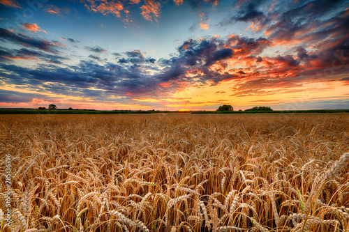 Beautiful summer sunrise over wheat fields © Piotr Krzeslak