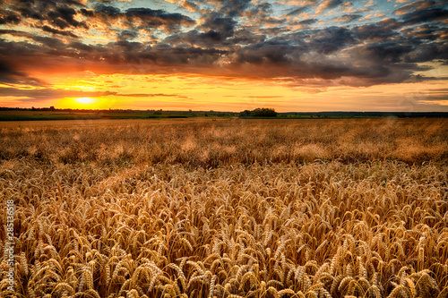 Fotótapéta Beautiful summer sunrise over wheat fields