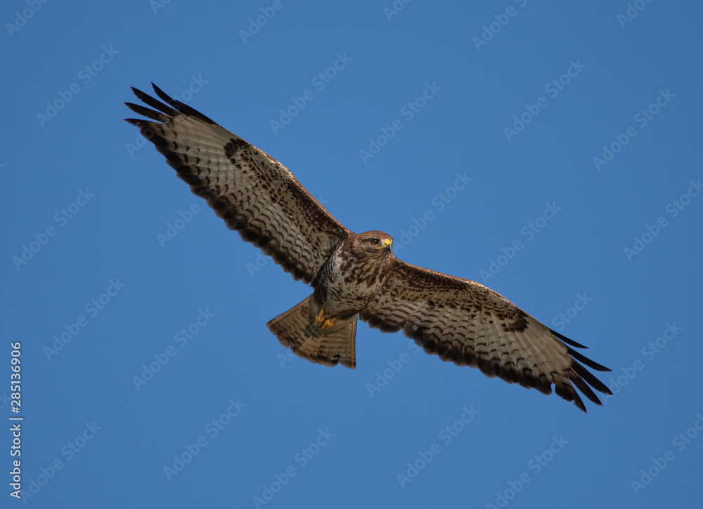 Fototapeta premium Common Buzzard in flight
