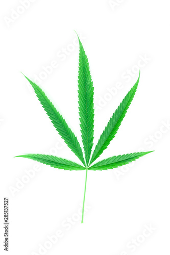 one marijuana leaf on white