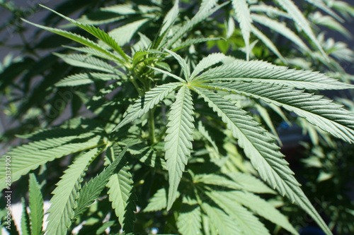 Fototapeta Naklejka Na Ścianę i Meble -  Medical Marijuana Plant Leaves Close Up 