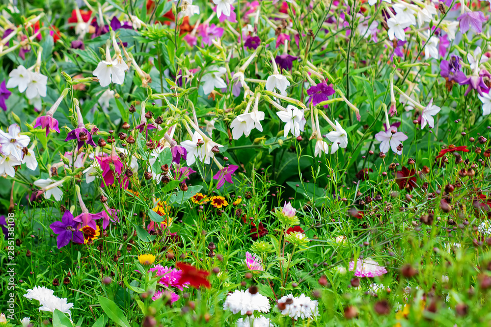 Green background with a beautiful multi-colored lawn