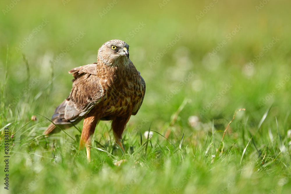 Marsh harrier (Circus aeruginosus) - male Marsh harrier (Circus aeruginosus) - male