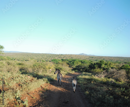 Wild Zebras in South Africa