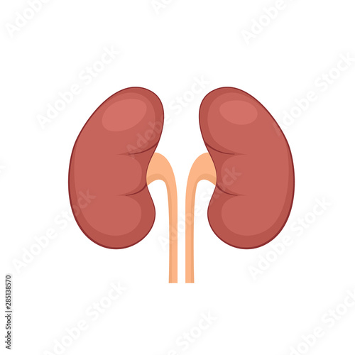 Kidney renal flat realistic icon. Human kidney vector organ icon. Anatomy urology or nephrology logo