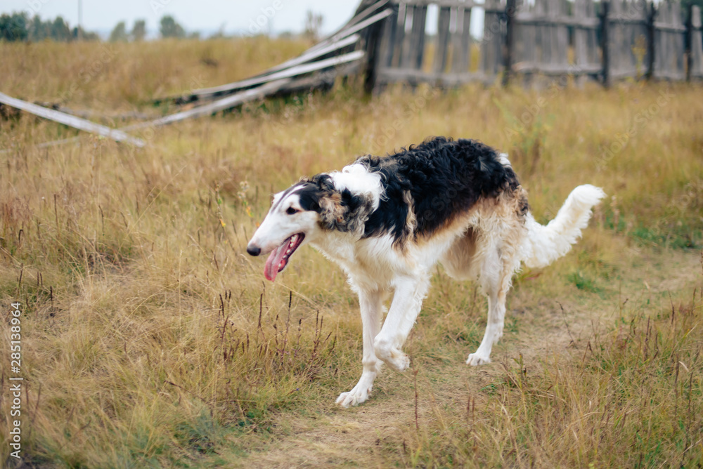 Russian greyhounds in nature, autumn dog walk