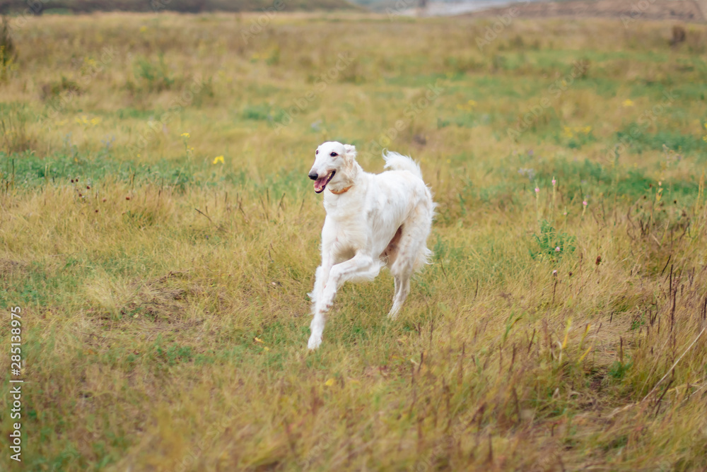 Russian greyhounds in nature, autumn dog walk Russian greyhounds in nature, autumn dog walk