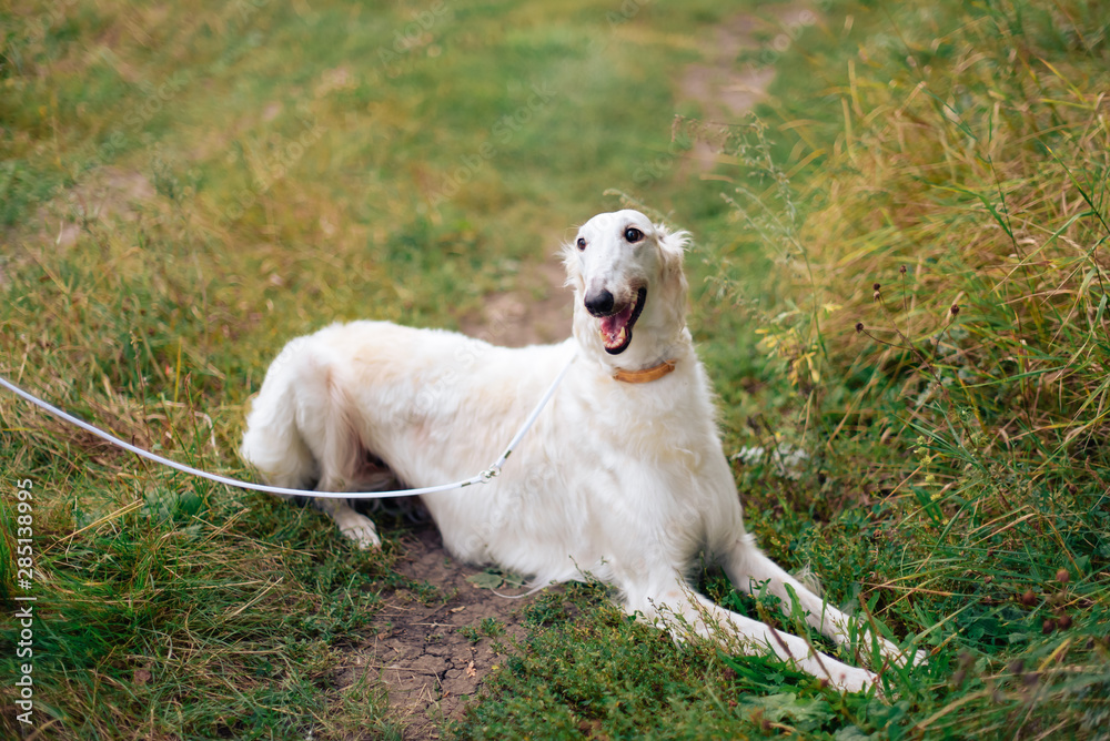 Russian greyhounds in nature, autumn dog walk Russian greyhounds in nature, autumn dog walk