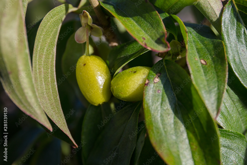 Obraz premium cornelian cherry