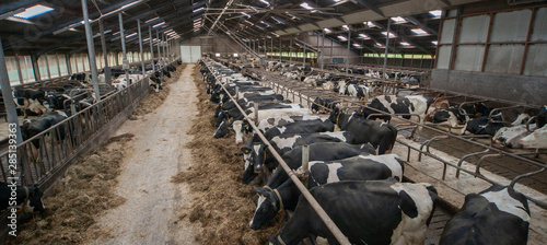 Cows at stable. Netherlands. Farming