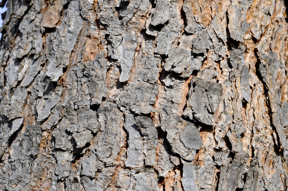 écorde d'arbre - Texture - format paysage écorde d'arbre - Texture - format paysage