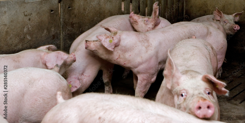 Pigs in the stable. Netherlands Pigs in the stable. Netherlands