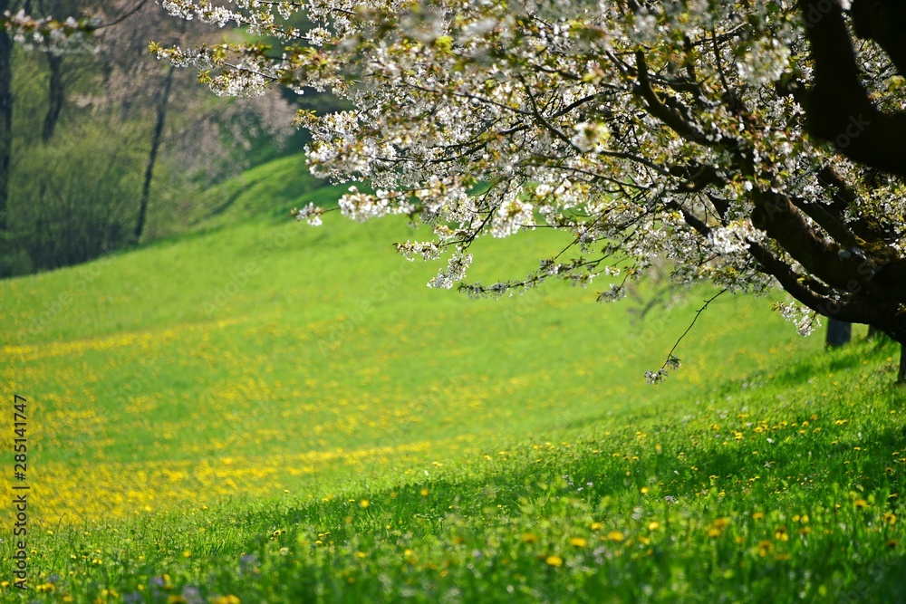 Fototapeta premium Frick, Switzerland, Kirschbäume in Frick