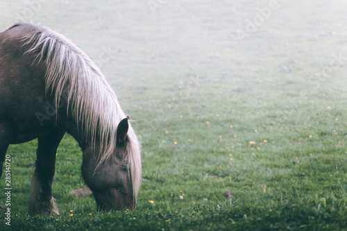 Head of amazing horse with chestnut colored coat standing on blurred background of nature photo