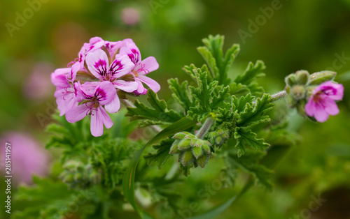 Grassy plant violet Geranium meadow at park outdoor