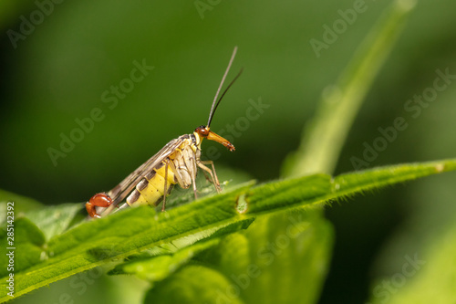 Male german scorpionfly (Panorpa germanica) resting on a leaf