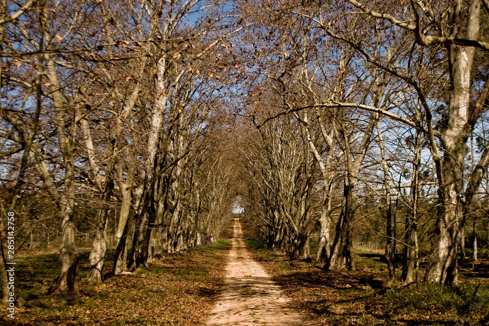 entrada otoñal