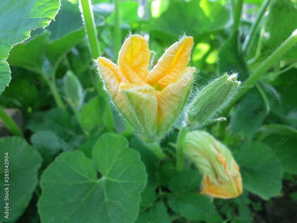 Pumpkin blooms in the garden Pumpkin blooms in the garden