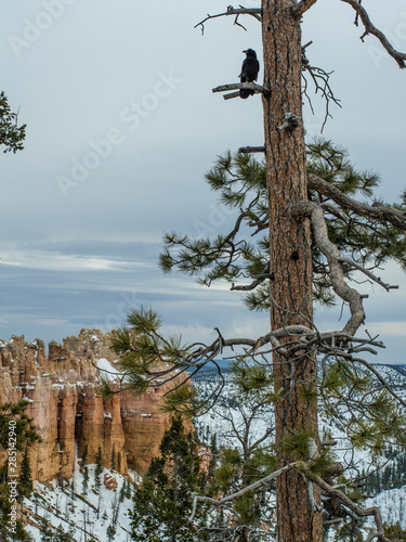 Black crow on a pine tree in Bryce canyon. The pine in foreground. Snow covered canyon, the pinnacles and rock formations below, some clouds in the sky