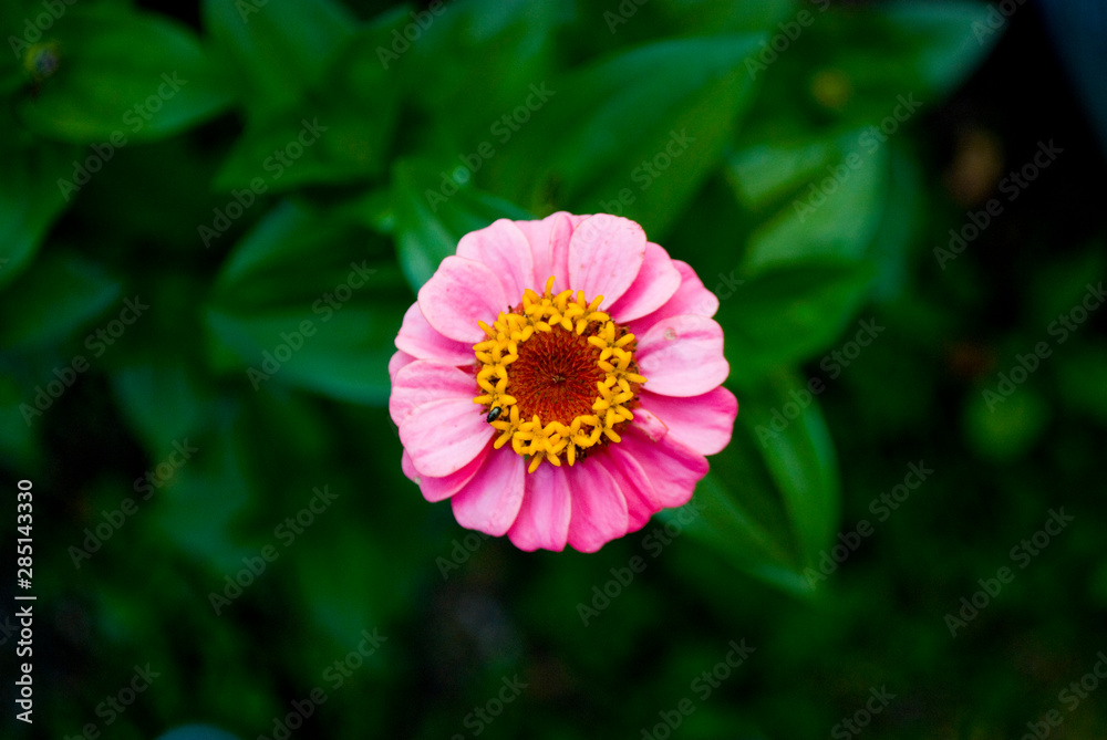 Obraz premium Flor Rosa