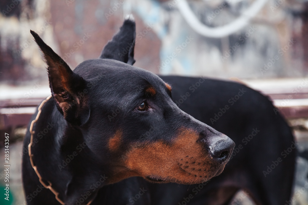 Close-up portrait of black dog doberman in the city Close-up portrait of black dog doberman in the city