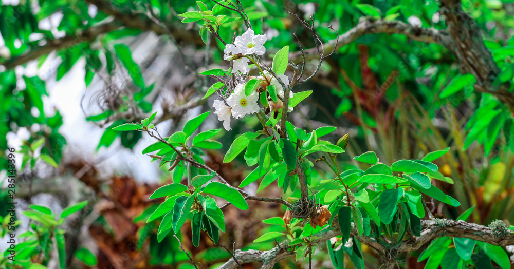 cute white flowers cute white flowers